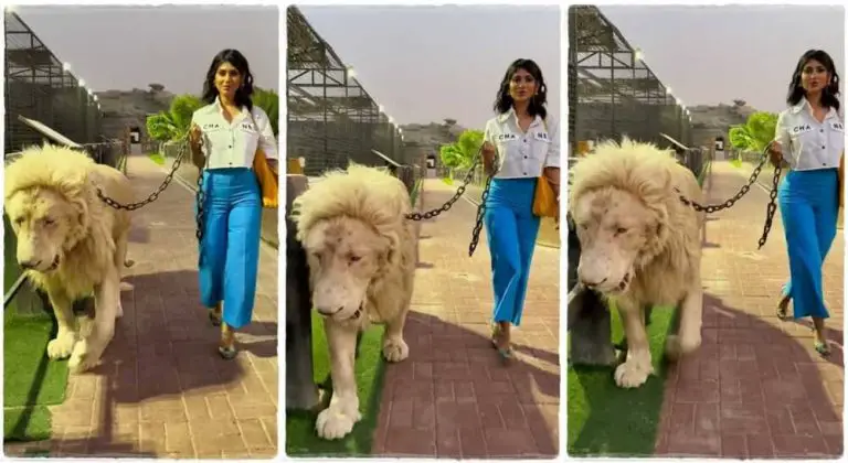 Watch: Fearless women walks with wild lions, TikTok users wowed with her courage